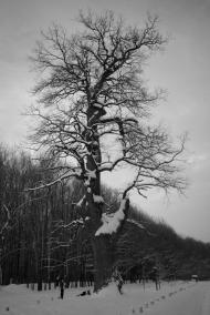 Диканька - Останні фото