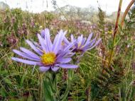 Лаванда - Останні фото