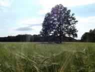 Виловка - Последние фото