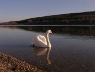 Лікарственне з panoramio.com