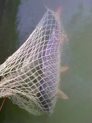 Ліски з panoramio.com