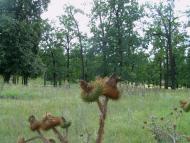 Базелівщина з panoramio.com