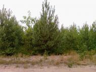 Підріччя - Останні фото