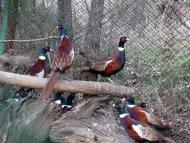 Алушта з panoramio.com (ч.3)