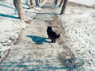 Шкільне з panoramio.com