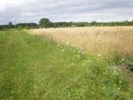 Облапи з panoramio.com