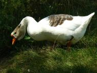 Протопопівка з panoramio.com