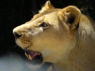 Виноградне з panoramio.com