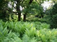 Циків з panoramio.com