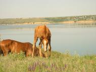 Берегове з panoramio.com