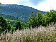 Колхозне з panoramio.com