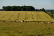 Жукотин з panoramio.com