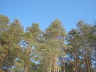 Короп з panoramio.com