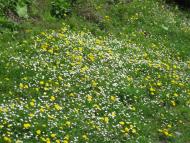 Говерла з panoramio.com (ч.2)