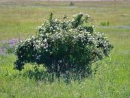 Цупки - Останні фото