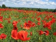 Мирове з panoramio.com