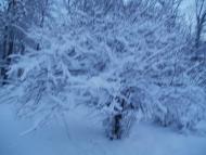 Доманівка - Останні фото