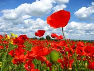 Мирове з panoramio.com