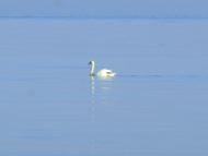 Сніжне - Останні фото