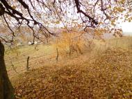 Рогачин з panoramio.com