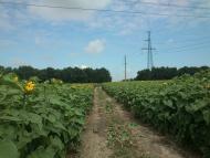 Рижики з panoramio.com