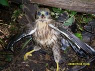 Ладижин з panoramio.com (ч.2)