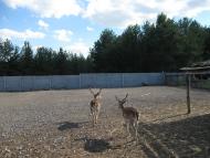 Ямпіль - Останні фото