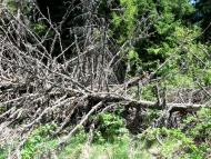 Сянки - Останні фото