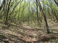 Залісне з panoramio.com (ч.2)