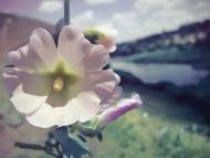 Кривий Ріг з panoramio.com (ч.9)