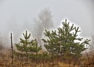 Рясне-Руське з panoramio.com