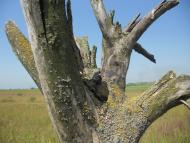 Новий Розділ з panoramio.com