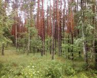 Мигалки з panoramio.com