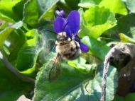 Мачухи з panoramio.com