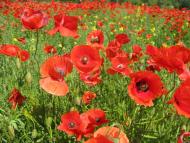 Мирове з panoramio.com