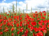 Мирове з panoramio.com