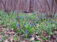 Несваткове з panoramio.com