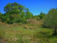 Синапне з panoramio.com