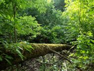 Виловка - Последние фото