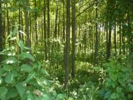 Новоугрузьке з panoramio.com