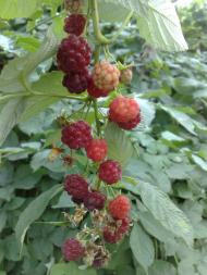 Telizhyntsi - Latest photos