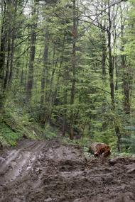 Боберка - Останні фото