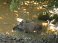 Луги з panoramio.com