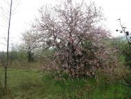 Колхозне з panoramio.com