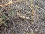 Покровське з panoramio.com