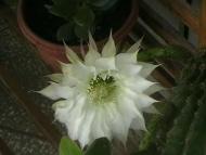 Новошляхівська ЗОШ