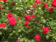 Новошляхівська ЗОШ