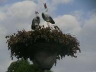 Новошляхівська ЗОШ