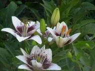 Новошляхівська ЗОШ