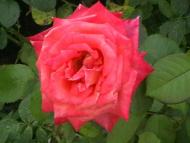 Новошляхівська ЗОШ